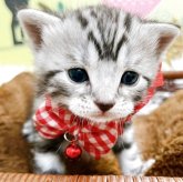 アメリカンショートヘア