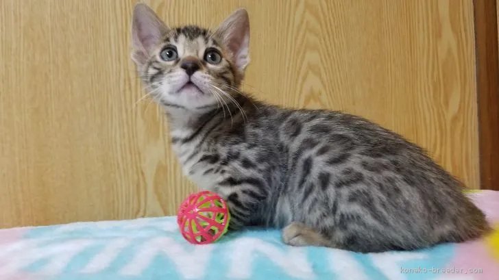 ID：1912-01553の子猫
