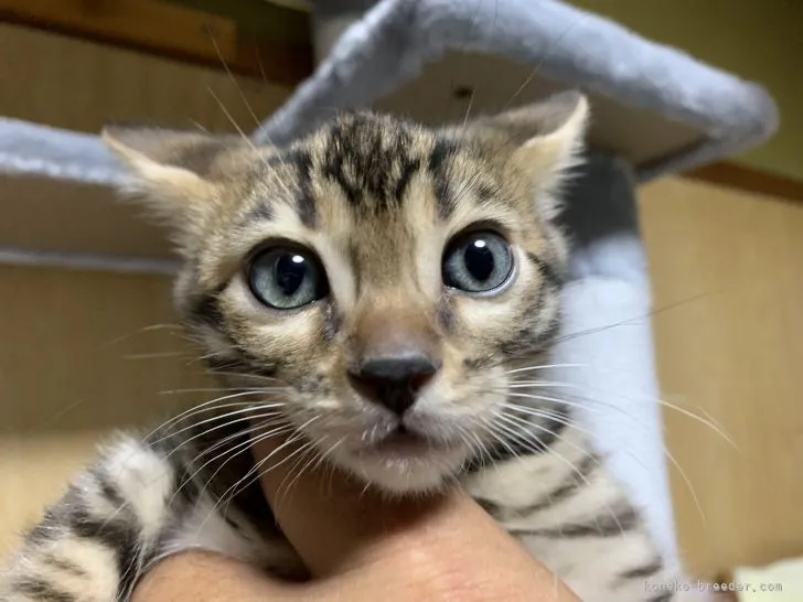 ベンガル【滋賀県・男の子・2021年10月12日・ブラウンスポテットタビー】の写真1