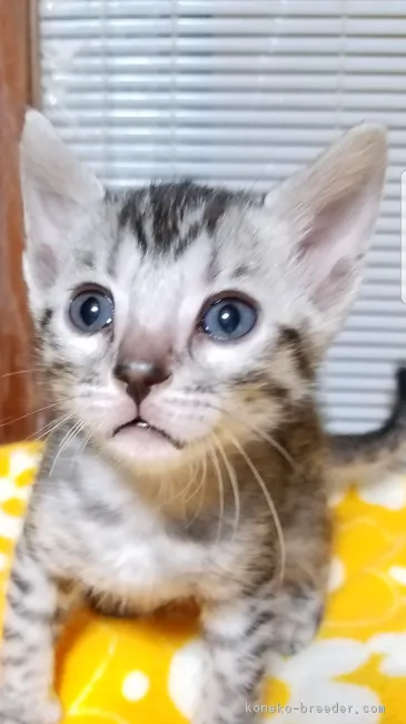 た 様のお迎えした子猫