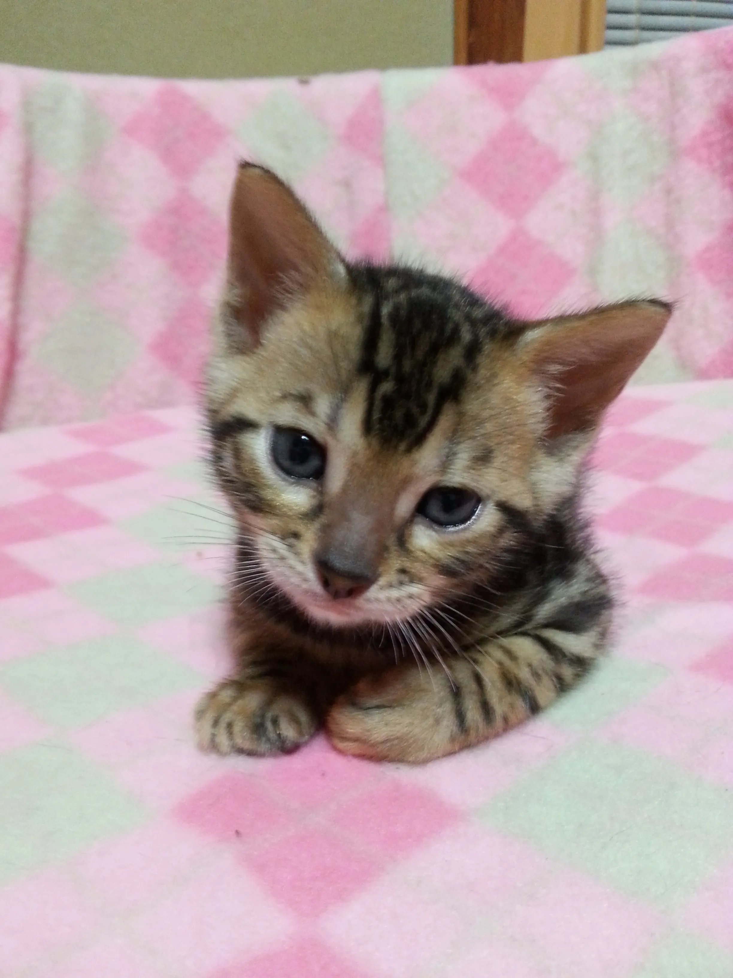 敬一・由美 様のお迎えした子猫