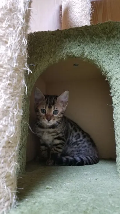 ID：1909-01269の子猫