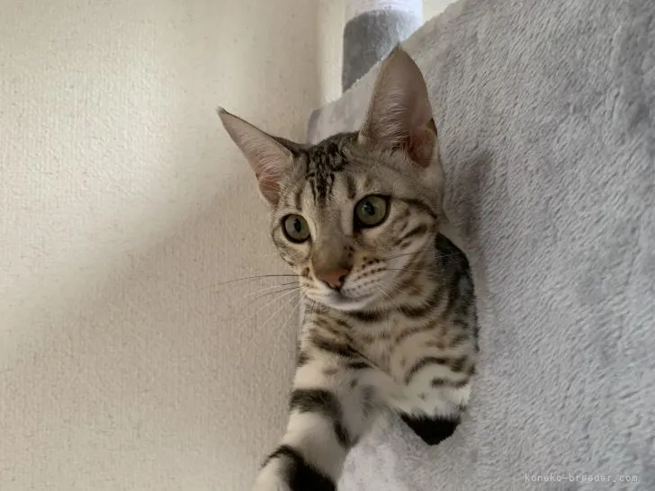 ID：2104-01285の子猫