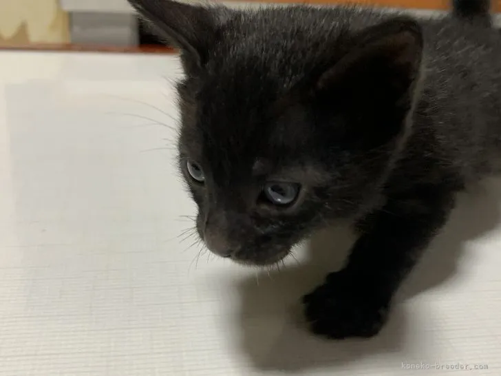 ベンガル【滋賀県・男の子・2022年3月26日・スモーク】の写真1