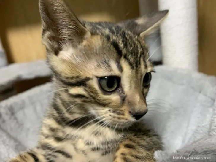 ID：2112-00515の子猫