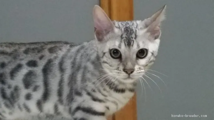 ID：1910-00956の子猫