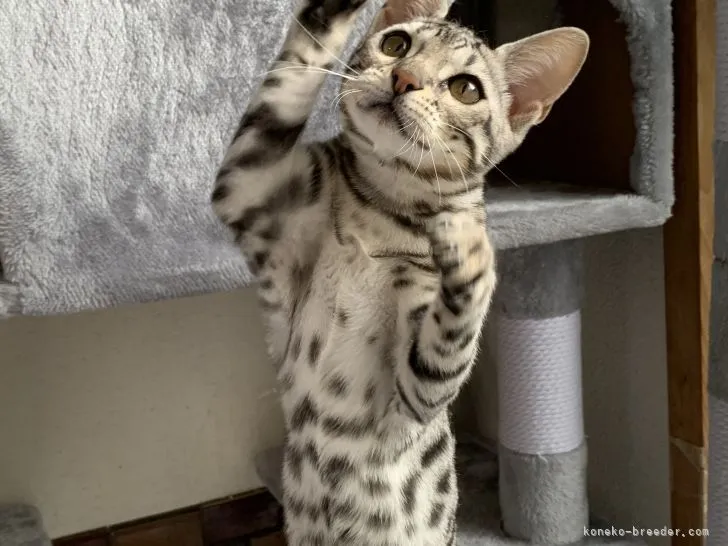 ID：2104-01286の子猫