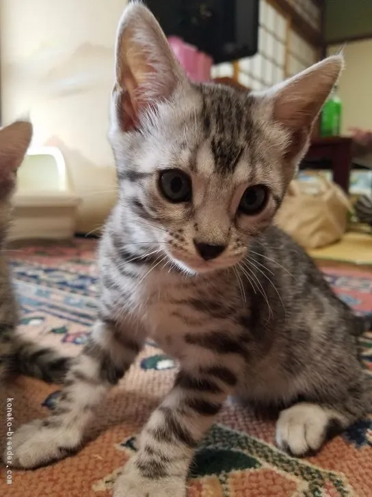 ID：1608-00867の子猫