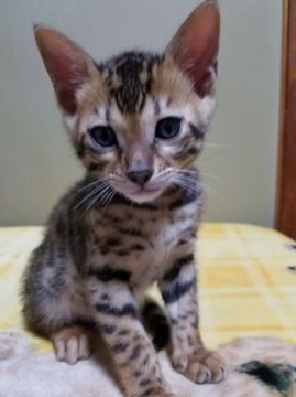 ベンガル【滋賀県・男の子・2016年9月13日・ブラウンスポテッドタビー】の写真「元気な男の子です(^^)v」