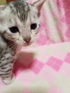 ベンガル【滋賀県・女の子・2017年2月22日・シルバースポテッドタビー】の写真「お父さんグランドチャンピオンの甘えん坊♪」