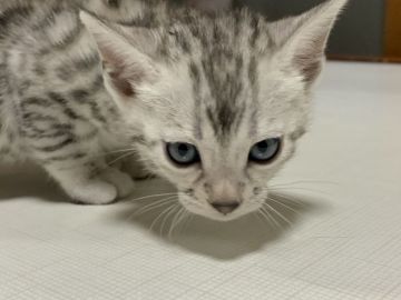 ベンガル【滋賀県・女の子・2020年6月24日・ブラックシルバースポテットタビー】の写真「美人ちゃん。」