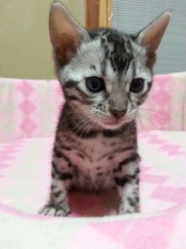 ベンガル【滋賀県・女の子・2016年4月23日・シルバースポテッドタビー】の写真「父親グランドチャンピオンの綺麗な女の子」