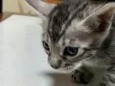 ベンガル【滋賀県・男の子・2022年3月26日・ブラックシルバースポテットタビー】の写真1