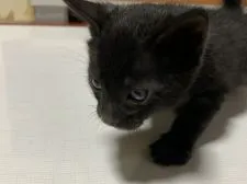 ベンガル【滋賀県・男の子・2022年3月26日・スモーク】の写真1