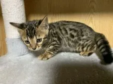 ベンガル【滋賀県・男の子・2021年10月10日・ブラウンスポテットタビー】の写真2