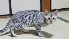 ベンガル【滋賀県・女の子・2019年9月16日・】の写真2
