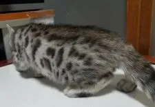 ベンガル【滋賀県・男の子・2020年2月23日・ブラックシルバースポテットタビー】の写真2