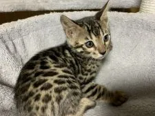 ベンガル【滋賀県・女の子・2021年10月10日・ブラウンスポテットタビー】の写真2