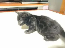 ベンガル【滋賀県・男の子・2022年3月26日・スモーク】の写真3