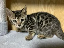 ベンガル【滋賀県・女の子・2021年10月10日・ブラウンスポテットタビー】の写真3