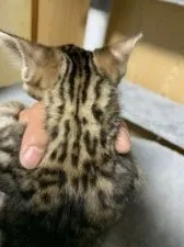 ベンガル【滋賀県・男の子・2021年10月12日・ブラウンスポテットタビー】の写真4