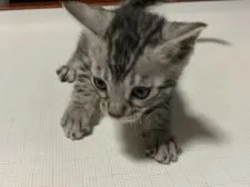 ベンガル【滋賀県・男の子・2022年3月26日・ブラックシルバースポテットタビー】の写真4