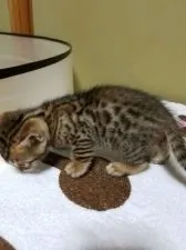 ベンガル【滋賀県・男の子・2016年7月29日・ブラウンスポテッドタビー】の写真4