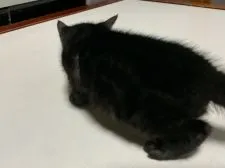 ベンガル【滋賀県・男の子・2022年3月26日・スモーク】の写真4