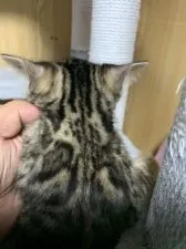 ベンガル【滋賀県・男の子・2021年10月10日・ブラウンスポテットタビー】の写真5