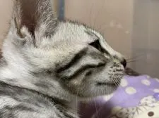 ベンガル【滋賀県・男の子・2021年3月15日・】の写真5