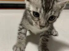 ベンガル【滋賀県・男の子・2022年3月26日・ブラックシルバースポテットタビー】の写真5