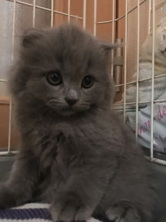 ID：1910-00432の子猫