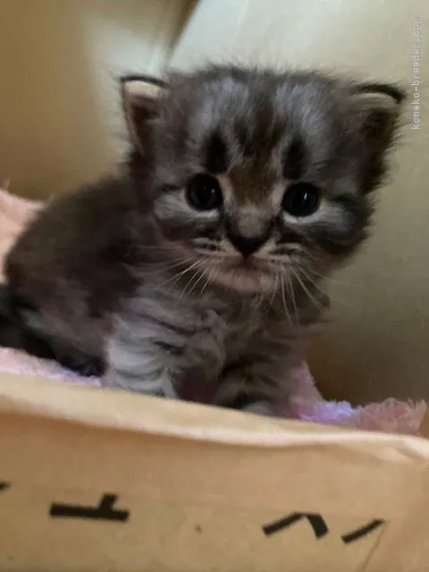 ID:2106-01018の子猫