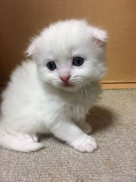 ID：1704-00681の子猫