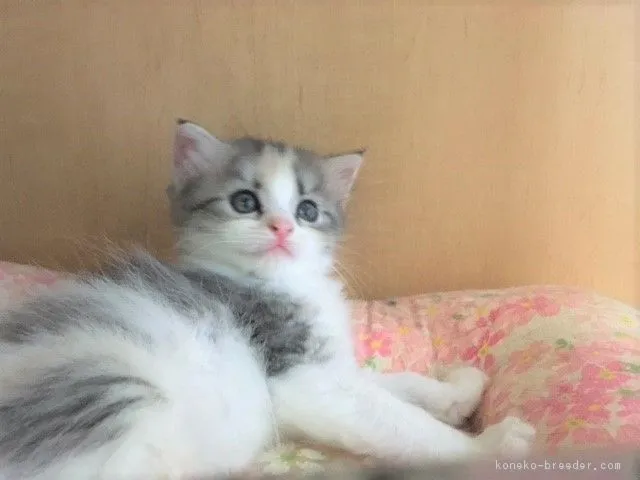 スコティッシュフォールド(立ち耳)【三重県・女の子・2017年7月21日・ダイリュートキャリコ】の写真1「きれいな毛色の女の子です」