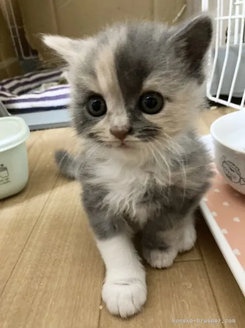 ID:2108-01711の子猫