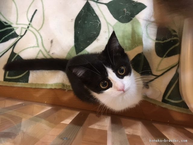 ID:1705-00556の子猫