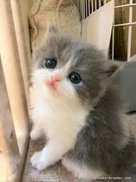 ID:2203-00594の子猫