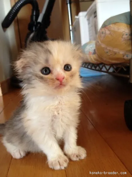 ID:1508-00267の子猫