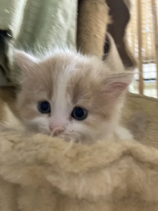 ID:2204-02645の子猫
