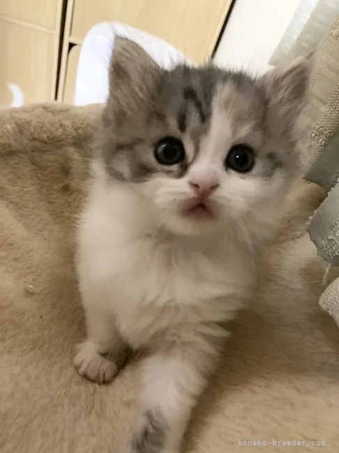 ID：2104-02528の子猫