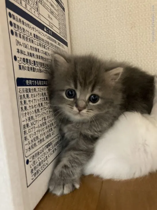 ID:2108-02060の子猫