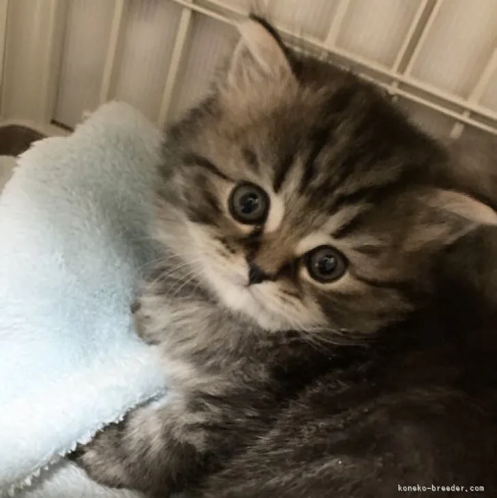 ID:2304-00243の子猫