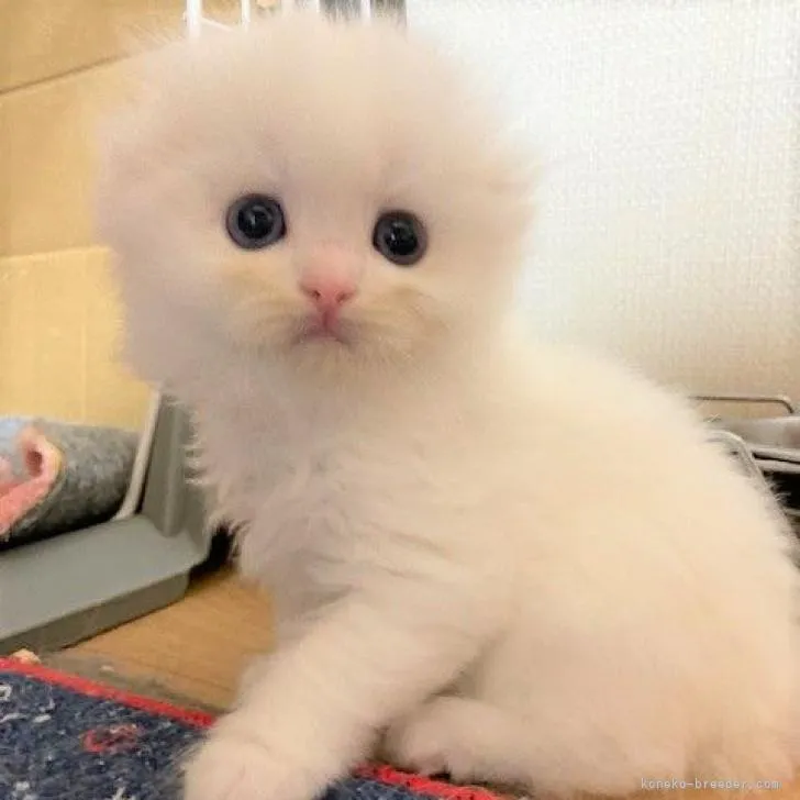 ID:2207-01611の子猫