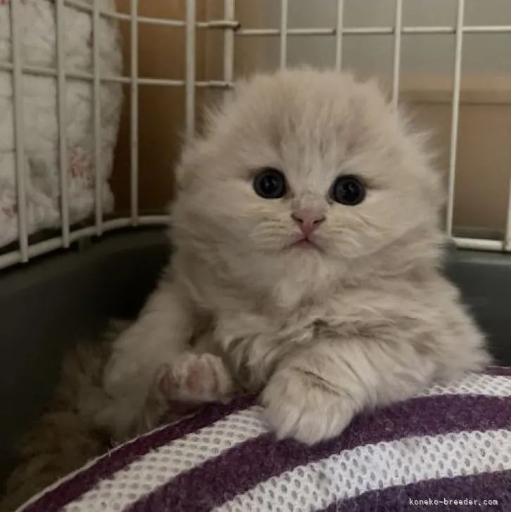 ID：2302-01018の子猫