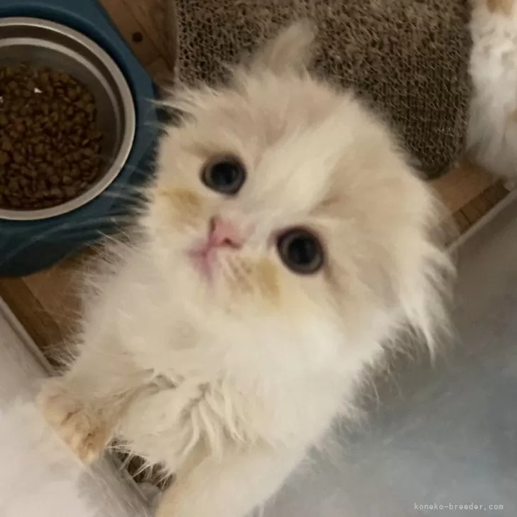 ID:2410-00283の子猫