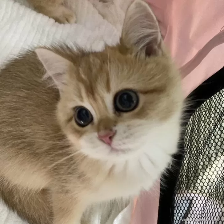 ID：2411-00054の子猫