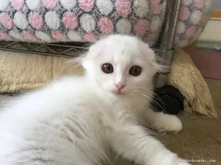 ID：1807-00336の子猫