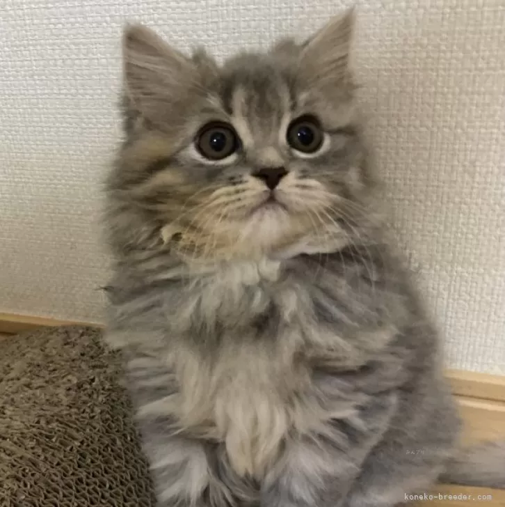 Y.M 様のお迎えした子猫