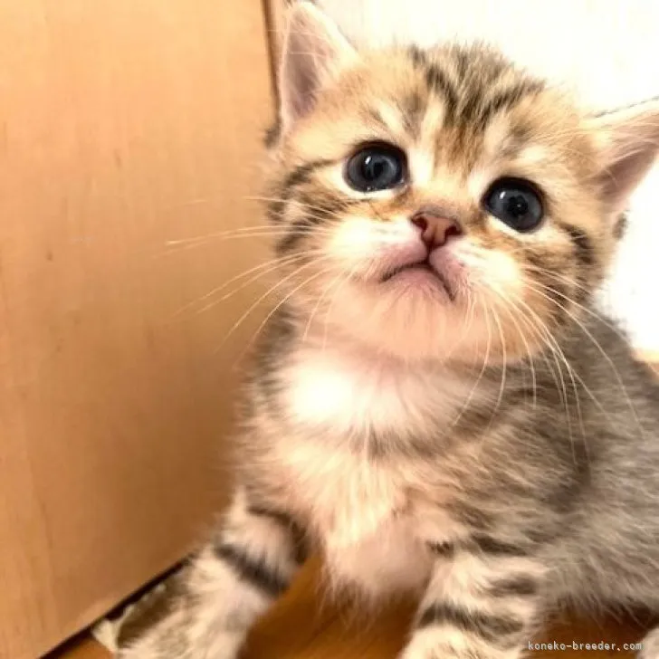ID:2310-03061の子猫